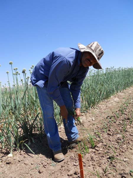 Image of ...Francisco Delarosa Jr. Roguing the Onion Field