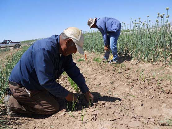 Image of ...Fransisco Delarosa Sr. (left) and Fransisco Delarosa Jr (right) Rouging the Onion Field