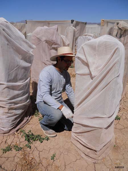 Image of ...Juan Mendez Covering the Onions with Netting for Pollinations