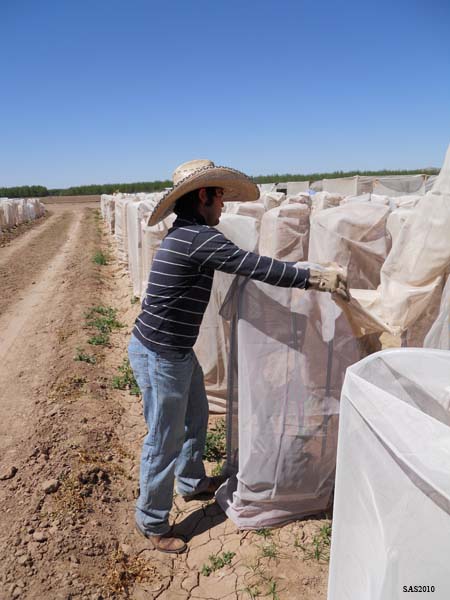 Image of ...Martin Teran Covering the Onions with Netting for Pollination