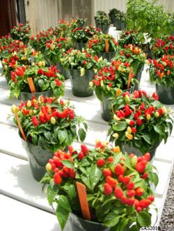 Image of ...Ornamental Chiles